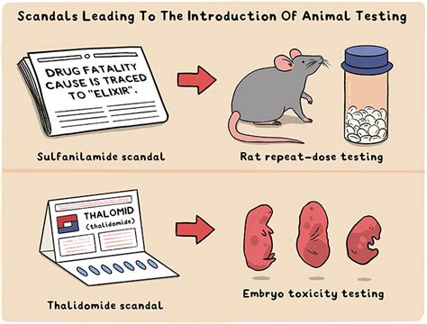 thalidomide impact on drug testing|thalidomide and brain development.